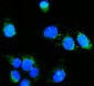 Anti-Hexokinase 1/HK1 Antibody Picoband™ (monoclonal, 2I4)